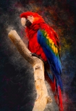 pappagallo_1