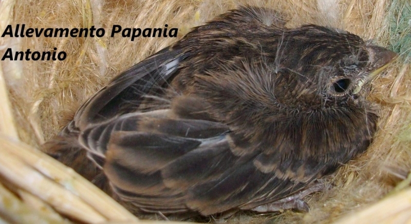 large_Pullo_di_Carpodaco_Messicano_del_2012_allevamento_Antonio_Papania_JPG_30ebb232f7649b8b3f7918bd605da8cd