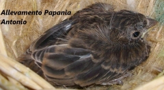 large_Pullo_di_Carpodaco_Messicano_del_2012_allevamento_Antonio_Papania_JPG_30ebb232f7649b8b3f7918bd605da8cd