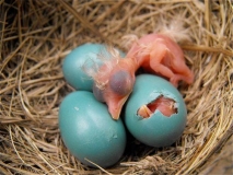large_blue_bird_jpg_f4154ba1bc2a3f7ae2a69d9fee52e919