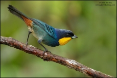 large_Purplish-manteld_Tanager_-_15_jpg_4fabe4d0bdc58a6885feb6ea5073f149