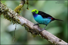 large_Paradise_Tanager_-_16_jpg_90dae3215a971cec90fb07d3388ebebf