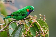 large_Orange-eared_Tanager_-_02_jpg_233fd8d2c3803709e5d756706deb161d