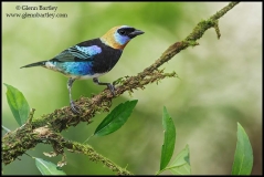 large_Golden-hooded_Tanager_-_16_jpg_0c57849080dde91d07b93d0a08d0e8f2