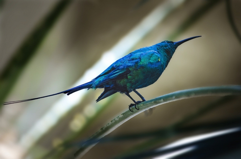 sunbird