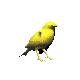 uccello-e-volatile-immagine-animata-0548.gif