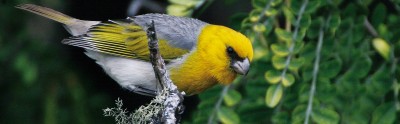 Palila_Micharl-Walther_Oahu-Nature-Tours_jpg_f55c6f586bc61db263a7af5e5839c917.jpg