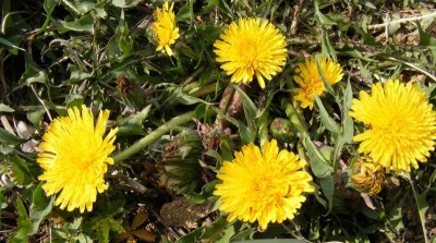 Taraxacum_officinale-800x445.jpg