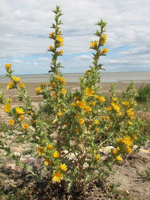 Scolymus_hispanicus_whole_plant.jpg