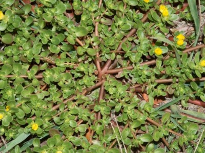 Portulaca-oleracea-pineta-orto--1024x768.jpg