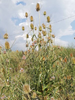 Dipsacus.jpg