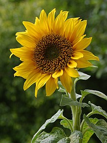 220px-A_sunflower.jpg