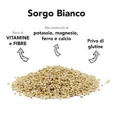 Sorgo.jpg