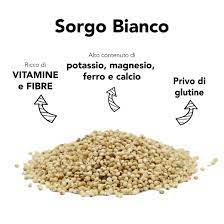 Sorgo.jpg