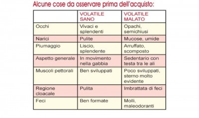 Alcuni_suggerimenti_per_la_scelta_di_nuovi_volatili__jpg_92b0a74f3d7bb814fa4c21ea344b60c3.jpg