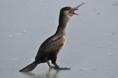 1_I_cormorani_jpg_76aef3944c6f8d0b17292a3882f48bd5.jpg