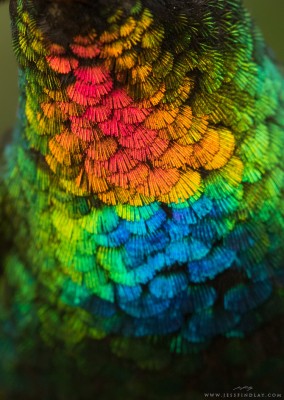 Colibrì 0.jpg