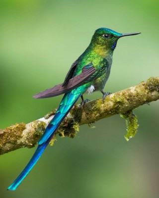 Colibrì 2.jpg