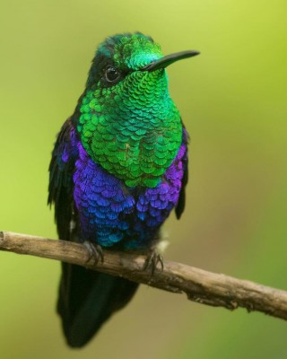 Colibrì 6.jpg