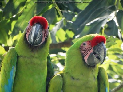 Great_Green_Macaw_Ara_ambiguus__The_Ara_Project_Manzamillo_c_Paul_Bartlett_DSC02879_w_jpg_b3a500b49215dac345451c21cc4e3d9a.jpg