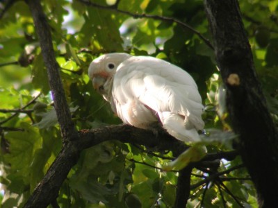 2_Cacatua_Goffini_JPG_13238cfc1caf32ce79d480b624163019.jpg