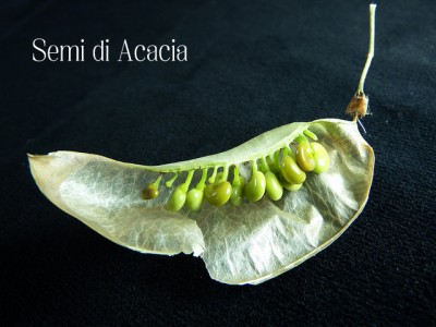 acacia_seeds_jpg_70d23ae7c70956b8b5abf4d2aa39f3c6.jpg