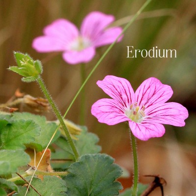 Erodium_jpg_8931b43108abcdb78aa2be5886a9af4a.jpg