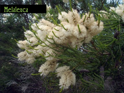 Melaleuca_jpg_1e8c64dd87c05b37de536b9c0cd1bf30.jpg