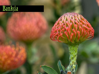 Banksia_jpg_76fde54cded85b0f6619fc47a6090645.jpg