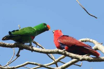 3_Eclectus_roratus__jpg_bb40888eb68d50672ce9e98e08b61505.jpg