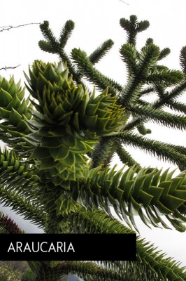 araucaria_jpg_aba9b6284878aca3bb56645c1887cf3b.jpg