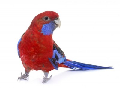 depositphotos_120770322-stock-photo-crimson-rosella-in-studio.jpg