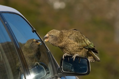 Kea-0006_jpg_4f3960e9f2eac3de9bc9e6e31ca27eac.jpg