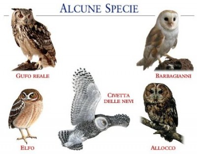 01-5specie-rapaci-notturni-s.jpg