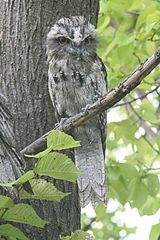 160px-Tawnyfrogmouth8515.jpg