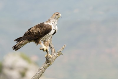 aquila-bonelli-intoccabili.jpg