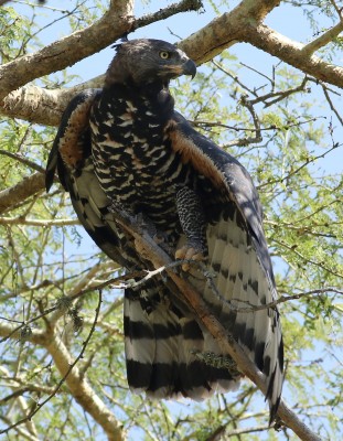 Crowned_eagle_(African_crowned_eagle,_crowned_hawk-eagle)_Stephanoaetus_coronatus,_at_Ndumo_Nature_Reserve,_KwaZulu-Natal,_South_Africa_(28842574882).jpg
