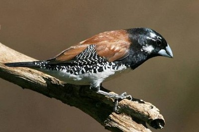 440px-Partially_leucistic_Black-and-white_Mannikin_(Lonchura_bicolor).jpg