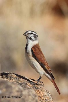 43b436b25743e42d9a5cdc33ca1df5b7--photo-black-sparrows.jpg