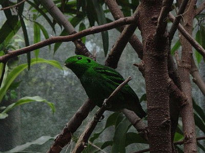 440px-Green_Broadbill.jpg