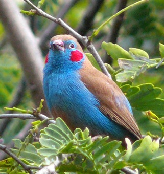 Red-cheeked_cordon-bleu_cropped.jpg