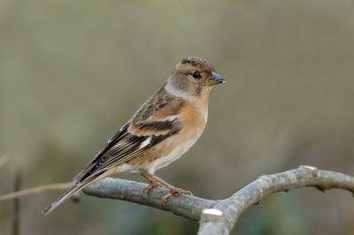 La Peppola (Fringilla montifringilla) 3.jpg