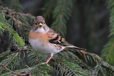 La Peppola (Fringilla montifringilla) 0.jpg