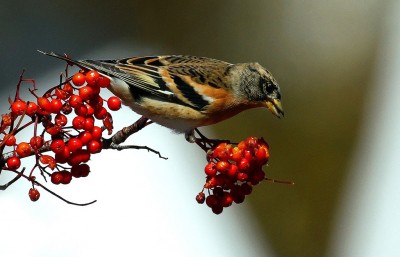 La Peppola (Fringilla montifringilla).jpg