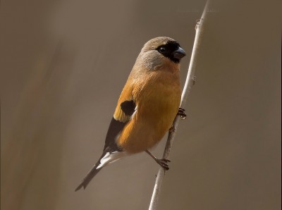 Pyrrhula aurantiaca - Il ciuffolotto arancio 0.jpg