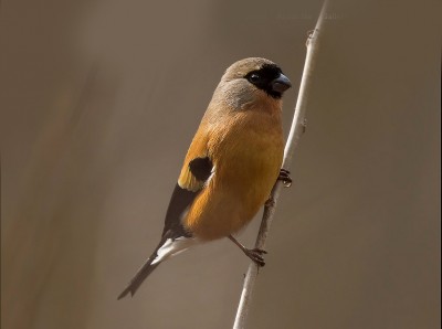 Pyrrhula aurantiaca - Il ciuffolotto arancio 0.jpg