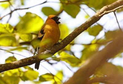 Pyrrhula aurantiaca - Il ciuffolotto arancio 3.jpg