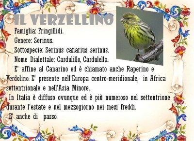 Verzellino.jpg