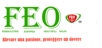 FEO logo.png