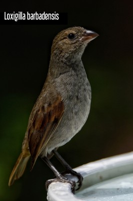 Loxigilla-barbadensis_jpg_ae5c554f6e7a1fa4ab6544a6c80d0f54.jpg